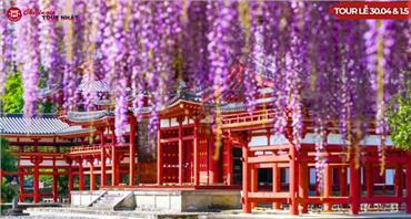 Tour Nhật Bản Lễ 30/4: Shinhotaka Route Mùa Hoa Tử Đằng